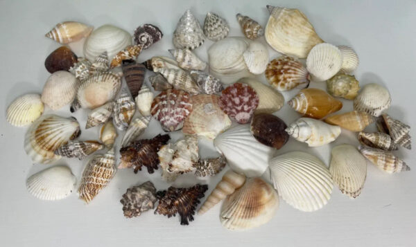 MIXED SEA SHELLS BAG 350G - Image 3